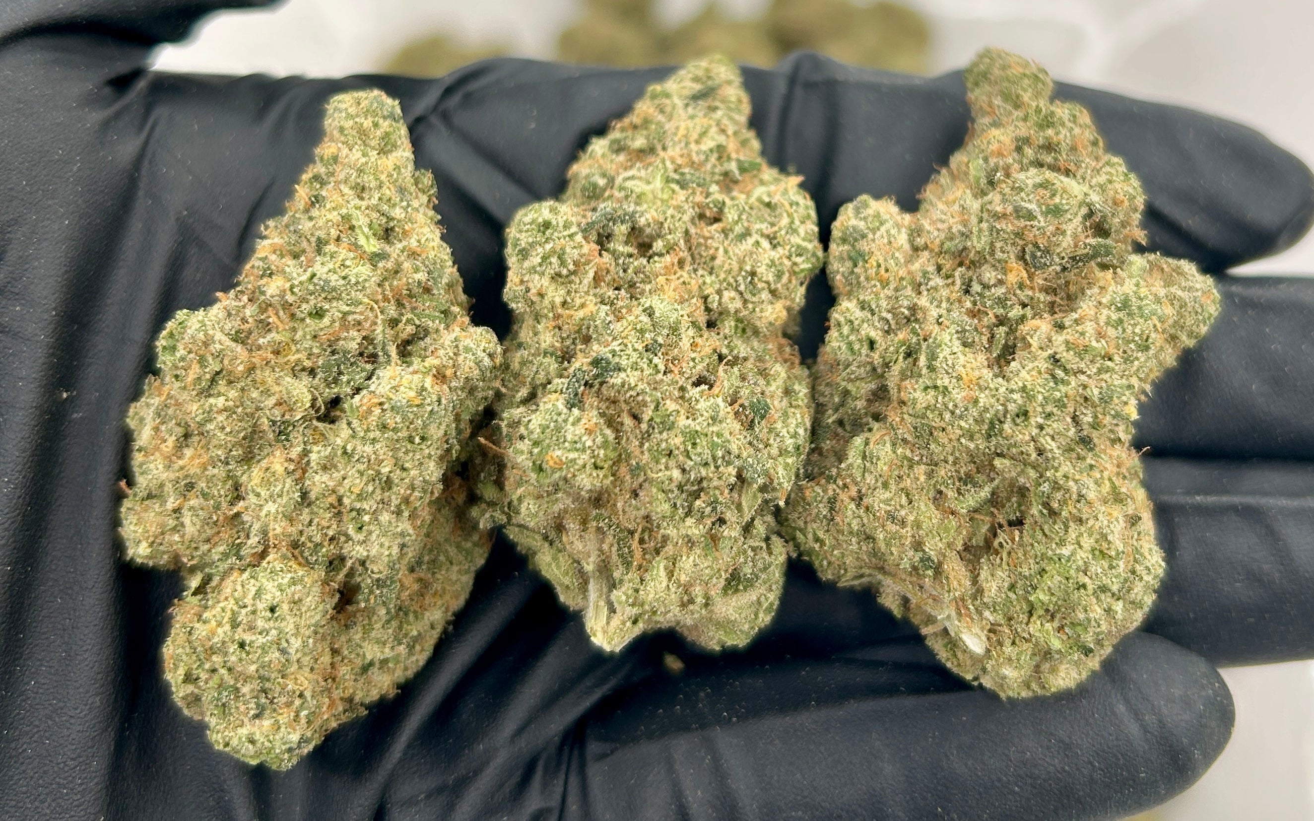 Apricot Scones cannabis flower from The Green Leaf Cannabis—flavorful Hybrid strain with frosty, orange-tinted buds and a rich aroma of sweet apricot, pastry dough, and earthy undertones. Offers balanced effects that promote relaxation, mental clarity, and mood elevation, ideal for day or evening use.