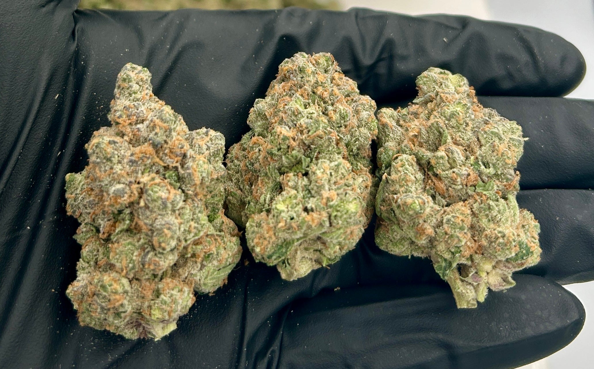 Aye Papi cannabis flower from The Green Leaf Cannabis—rare Hybrid strain with dense, trichome-coated buds in green and purple tones, featuring a bold, gassy aroma with sweet and spicy undertones. Delivers euphoric, heady effects with relaxing body sensations, ideal for evening use and stress relief.