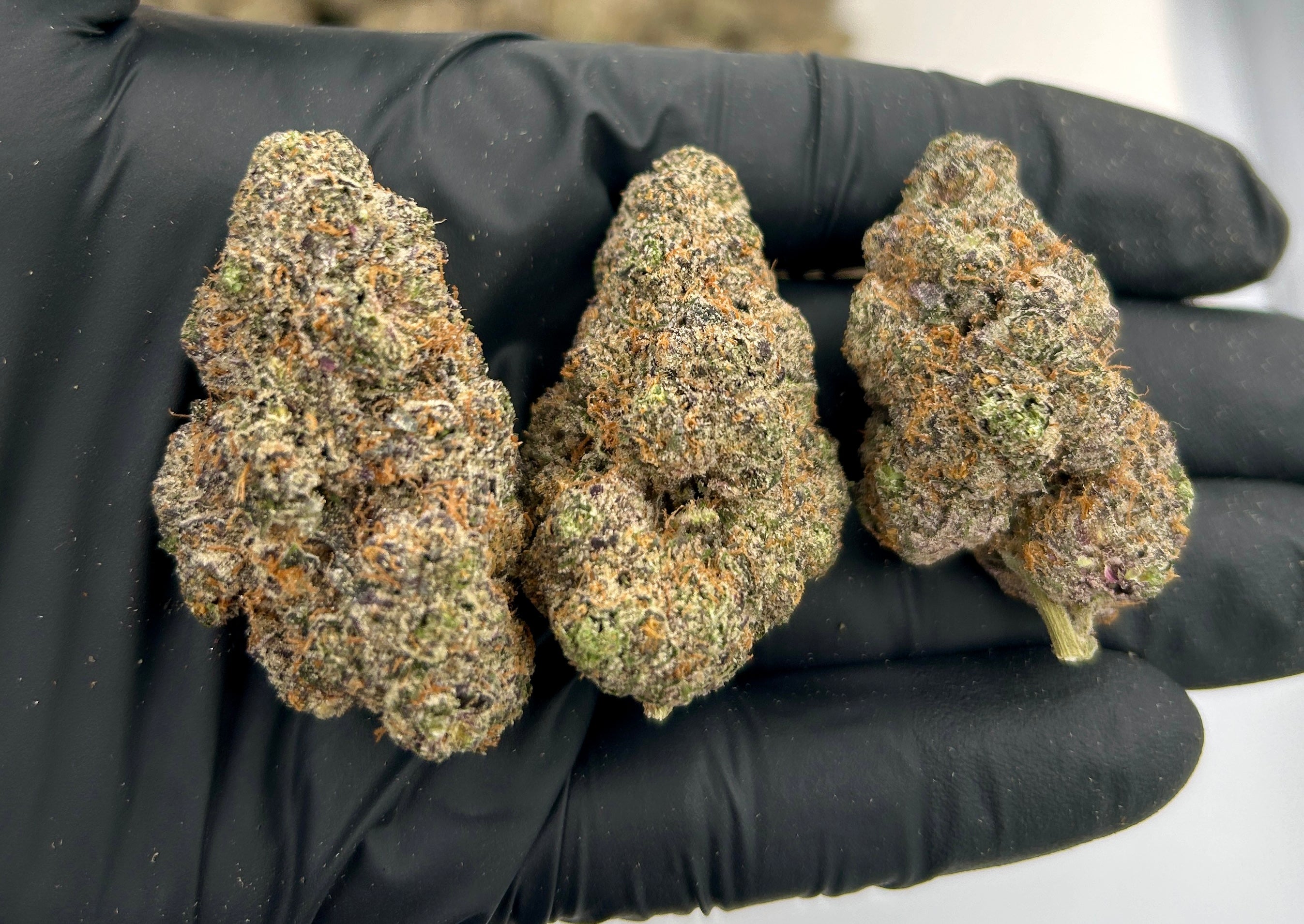 Black Cherry Soda cannabis flower from The Green Leaf Cannabis—vibrant Hybrid strain with purple-tinged buds, bright orange hairs, and a sparkling layer of trichomes. Bursting with sweet cherry and berry soda aroma, delivering uplifting, creative, and mood-enhancing effects.