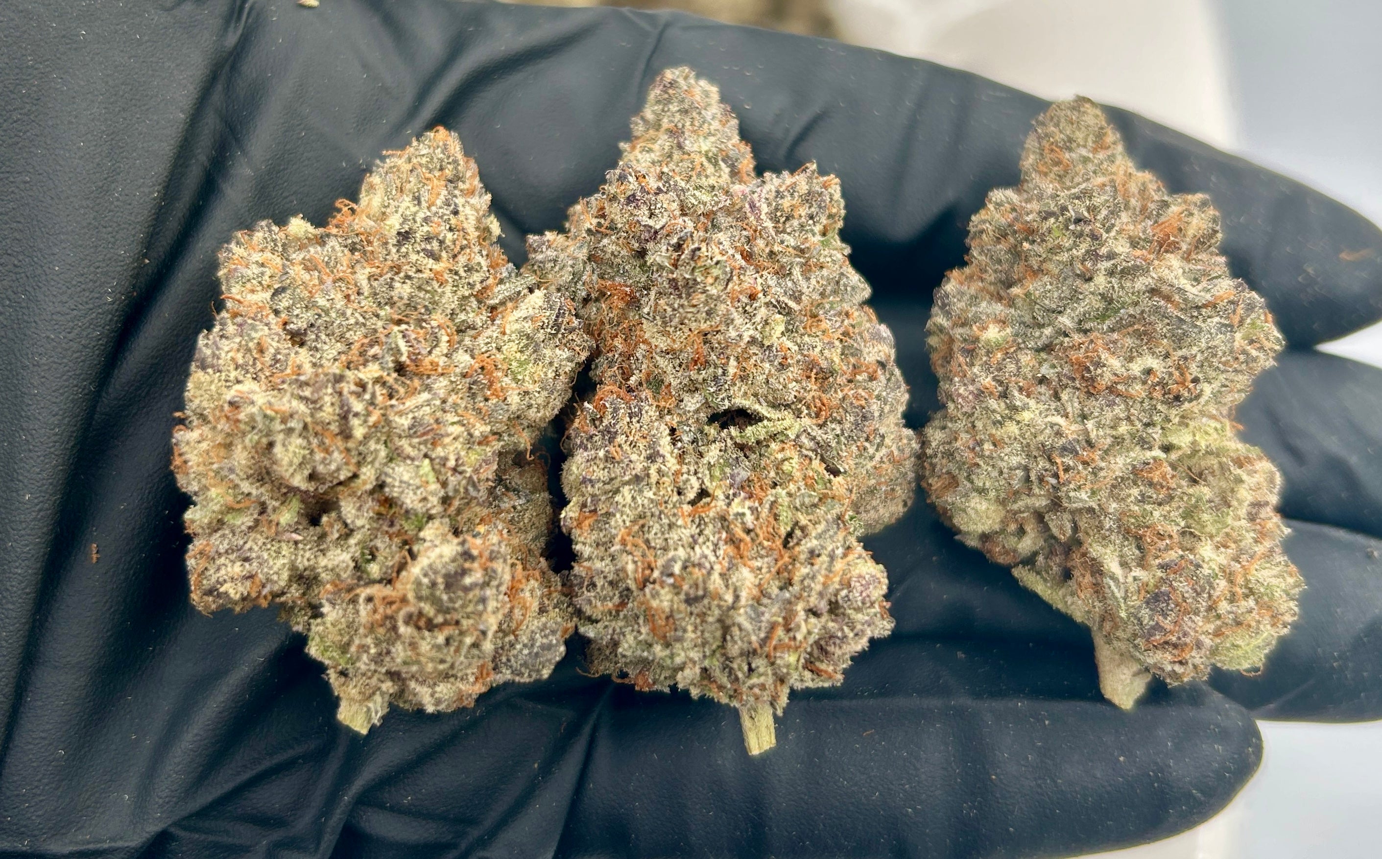 Blueberry Pie cannabis flower from The Green Leaf Cannabis—Indica-dominant Hybrid with chunky, crystal-covered buds in deep green and purple tones, bursting with sweet blueberry and baked pie aroma. Delivers soothing, euphoric effects ideal for evening relaxation and stress relief.