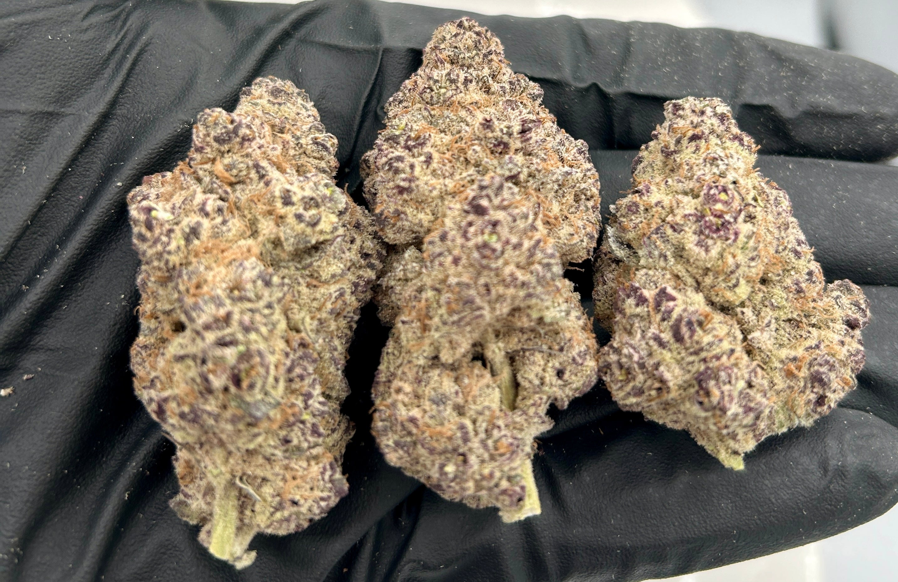 Dante’s Inferno cannabis flower from The Green Leaf Cannabis—potent Hybrid strain with dense, dark purple and green buds drenched in frosty trichomes. Features a sweet, creamy, and gassy aroma profile with intense, long-lasting effects ideal for experienced users seeking deep relaxation and euphoria.