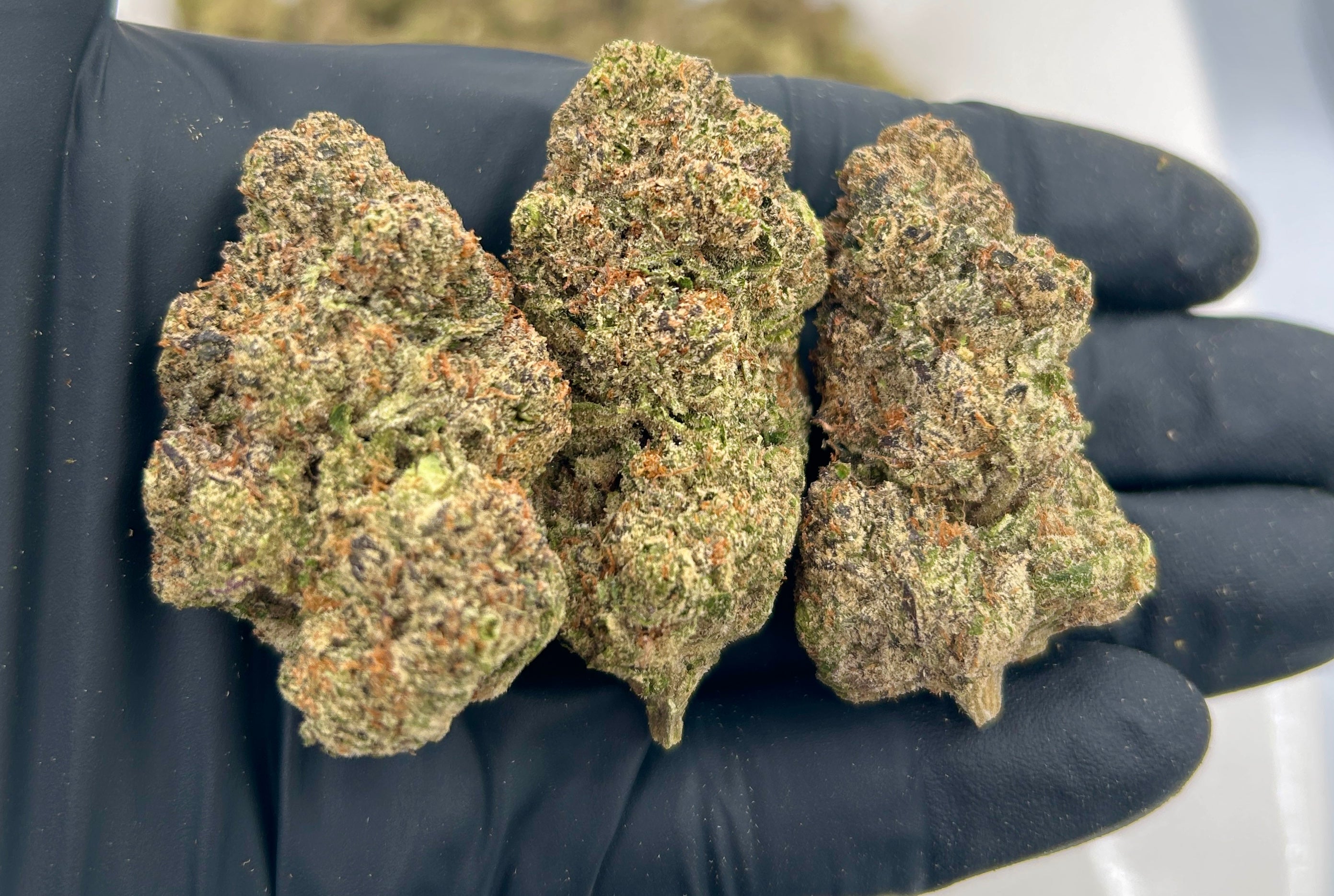 Grape Candy cannabis flower from The Green Leaf Cannabis—Hybrid strain with vibrant green and purple buds, covered in sparkling trichomes and bursting with sweet grape and candy-like aroma. Offers uplifting, calming effects ideal for mood enhancement and daytime relaxation.