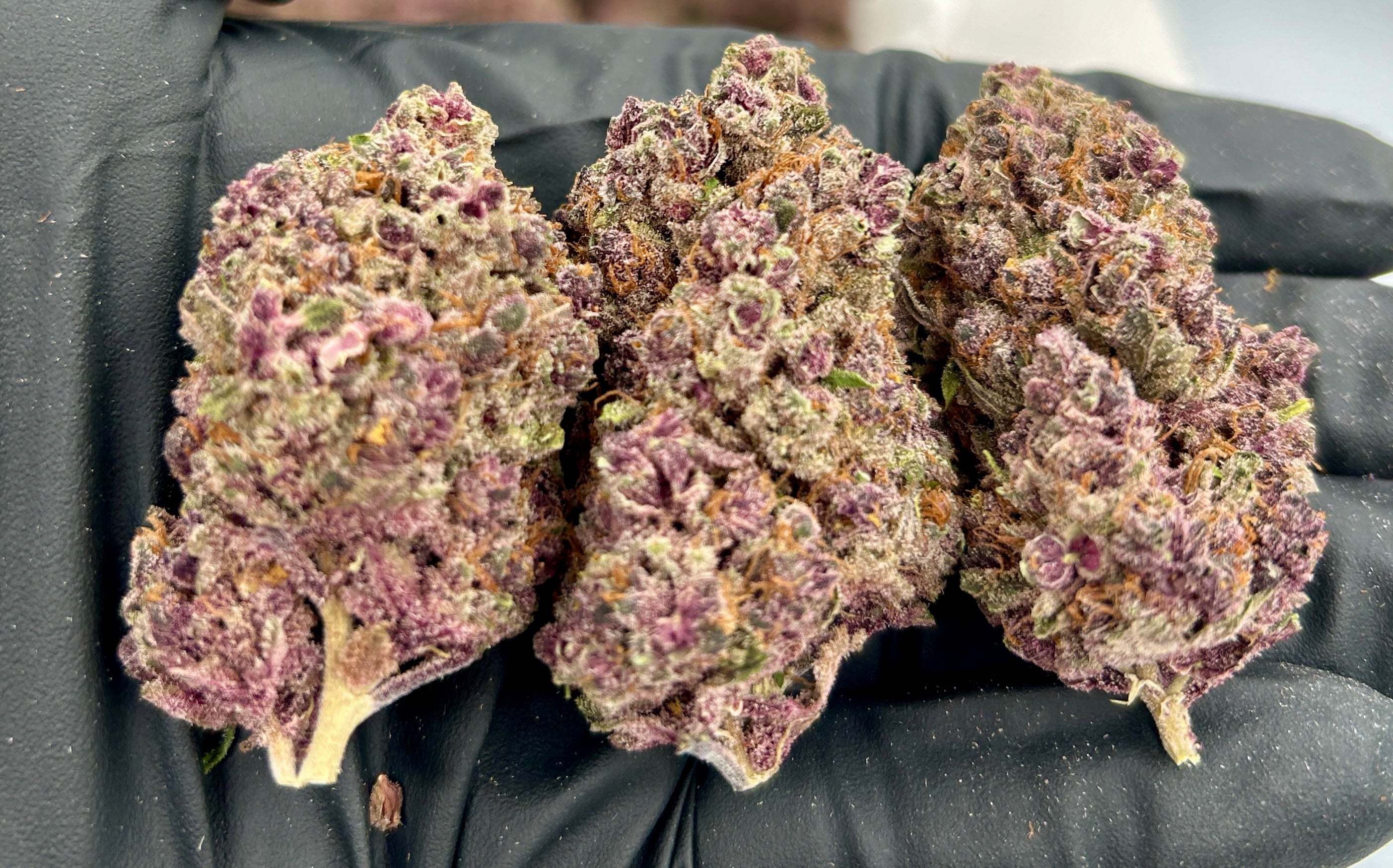 Ice Cream Pie cannabis flower from The Green Leaf Cannabis—Indica-dominant strain with dense, frosty buds in shades of green and purple, rich in creamy vanilla and earthy dessert-like aromas. Delivers deeply relaxing, sedative effects ideal for nighttime use, stress relief, and sleep support.