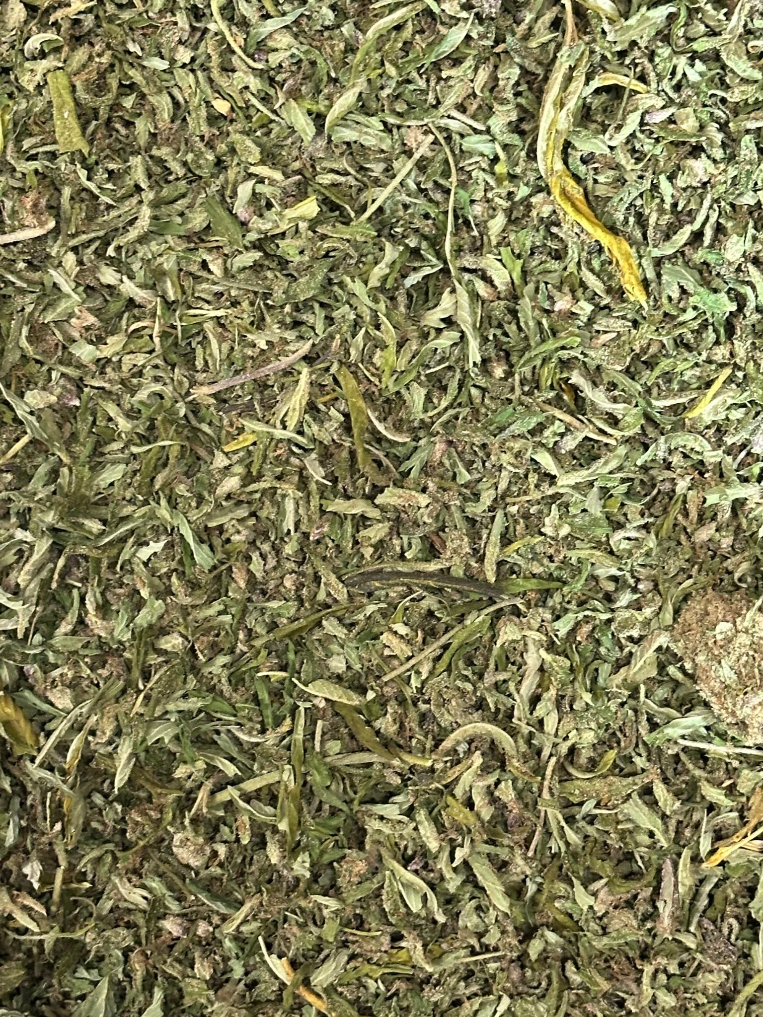 Premium Critical Kush trimmed flower from The Green Leaf Cannabis—Indica-dominant buds with dark green tones, bright orange hairs, and heavy trichome coverage, known for potent relaxation, pain relief, and evening effects.