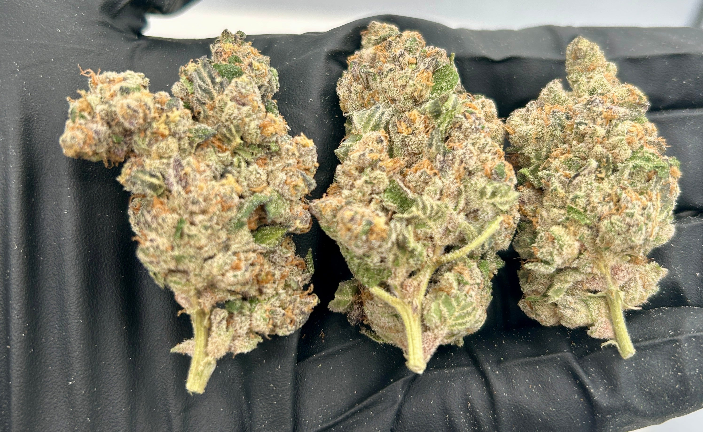 Three dense Sugar Cane cannabis buds resting on a black glove, coated in frosty trichomes with deep green, purple, and orange hues, showcasing a sticky and well-cured appearance.