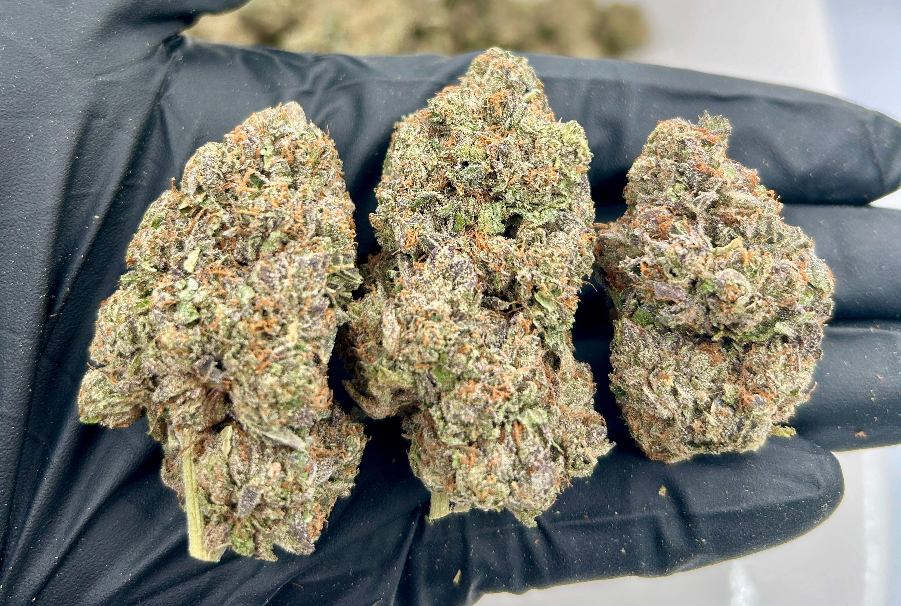 White Guava cannabis flower from The Green Leaf Cannabis—tropical Hybrid strain with frosty, lime-green buds, bright orange pistils, and a sweet guava and citrus aroma. Known for its uplifting, calming effects that boost mood and creativity, perfect for daytime or social use.