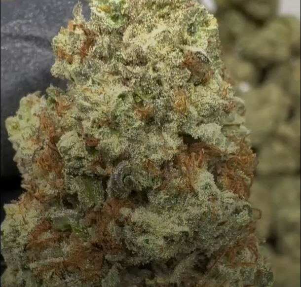 Blueberry Muffin cannabis flower from The Green Leaf Cannabis—Indica-dominant strain with chunky, trichome-covered buds in deep green and purple hues, bursting with a sweet blueberry and baked goods aroma. Known for calming, mood-boosting effects ideal for evening relaxation.