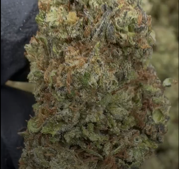 Bluenicorn cannabis flower from The Green Leaf Cannabis—rare Hybrid strain with colorful buds in shades of blue, purple, and green, coated in sparkling trichomes. Features a sweet, fruity, and slightly creamy aroma, delivering uplifting, euphoric effects with a smooth, relaxing finish.