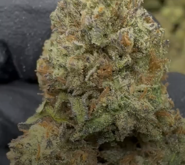 Cereal Milk cannabis flower from The Green Leaf Cannabis—Hybrid strain with frosty, light green buds and orange pistils, featuring a creamy, fruity aroma reminiscent of sweet cereal milk. Known for its balanced, euphoric effects that promote focus, creativity, and relaxation.