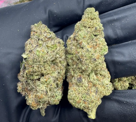 Italian Ice cannabis flower from The Green Leaf Cannabis—Indica-dominant Hybrid with dark purple and green buds, thick trichome coverage, and a sweet, fruity aroma with hints of grape and diesel. Known for calming body effects, stress relief, and evening relaxation.