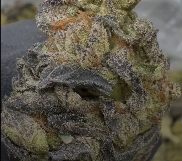 Lemon Pastries cannabis flower from The Green Leaf Cannabis—Hybrid strain featuring frosty, dense buds with a bright green color and sweet lemon pastry aroma. Known for its dessert-like terpene profile and balanced effects that promote relaxation, creativity, and mood enhancement.